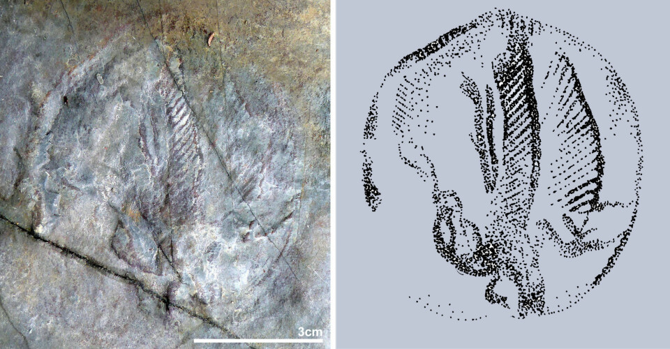 Fossilet vitner om avansert liv. Tegningen til høyre viser hvor kompleks strukturen i kroppen til det merkelige dyret er. (Foto: Magne Høyberget)