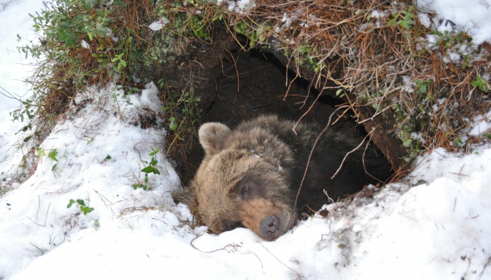 I perioden fra 2010 til i dag har 41 bjørner blitt bedøvd i hiet og utstyrt med diverse måleutstyr i regi av det skandinaviske bjørneprosjektet.  (Foto: Jon M. Arnemo)
