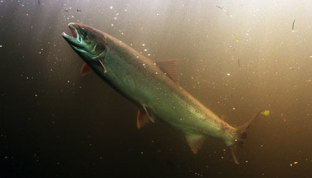 Researchers feed farmed fish with fishmeal-free feed. (Photo: Colourbox) Researchers feed farmed fish with fishmeal-free feed. (Photo: Colourbox)
