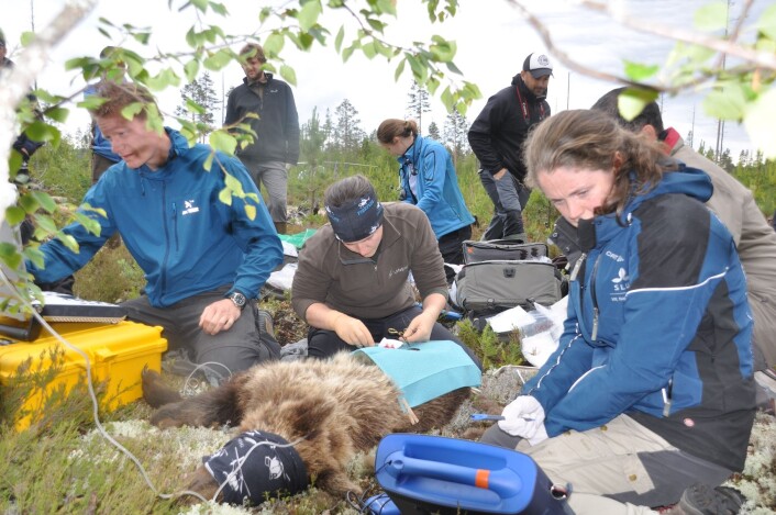 Her er veterinærteamet i full gang med å måle temperatur og hjertefrekvens på bjørnen. Alina Evans i forgrunnen med scanneren som leser av hjertefrekvensen. (Foto: Jon M. Arnemo) Her er veterinærteamet i full gang med å måle temperatur og hjertefrekvens på bjørnen. Alina Evans i forgrunnen med scanneren som leser av hjertefrekvensen. (Foto: Jon M. Arnemo)