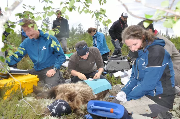 Her er veterinærteamet i full gang med å måle temperatur og hjertefrekvens på bjørnen. Alina Evans i forgrunnen med scanneren som leser av hjertefrekvensen. (Foto: Jon M. Arnemo)