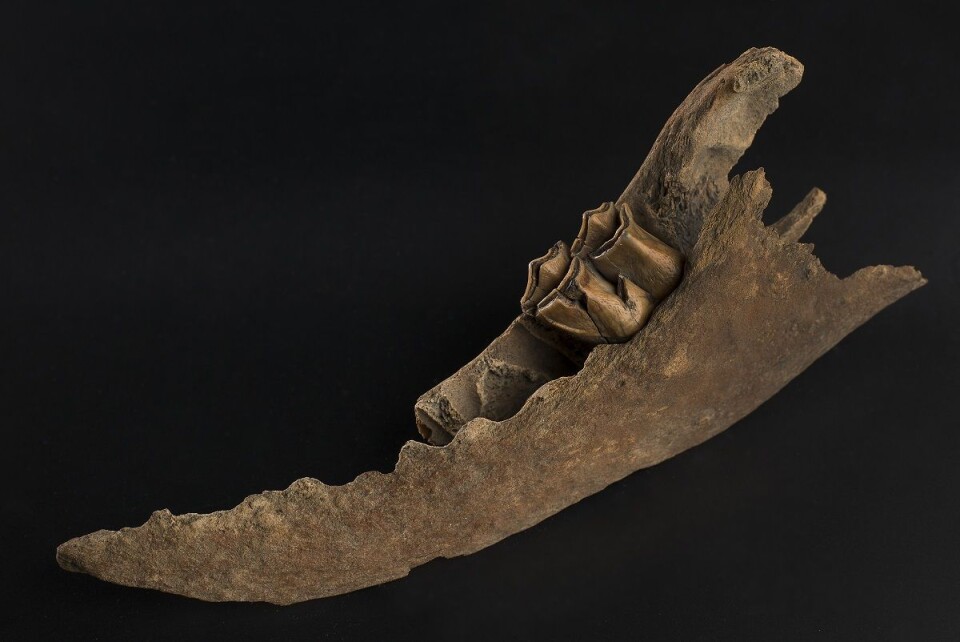 Elgen ble funnet under legging av jernbaneskinner. (Foto: Åge Hojem, NTNU Vitenskapsmuseet)