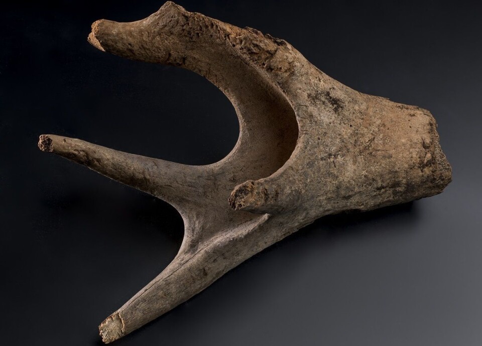 Hjorten fra Stokksund hadde et mye kraftigere gevir enn det som er vanlig nå. (Foto: NTNU Vitenskapsmuseet)