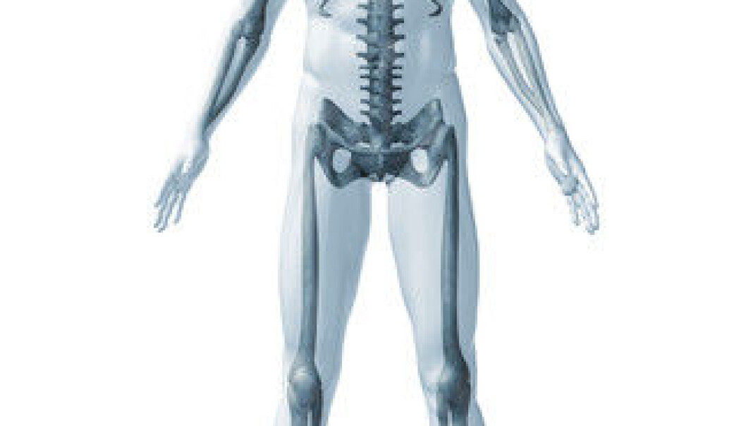 The human skeleton has the capacity to renew itself completely in the course of about ten years. (Illustration: Colourbox) The human skeleton has the capacity to renew itself completely in the course of about ten years. (Illustration: Colourbox)
