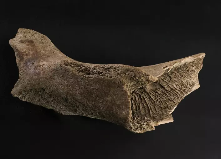 Den 6600 år gamle hvalrossen ble funnet i en morene i Isfjorden på Svalbard allerede i 1956. (Foto: Åge Hojem, NTNU Vitenskapsmuseet)
