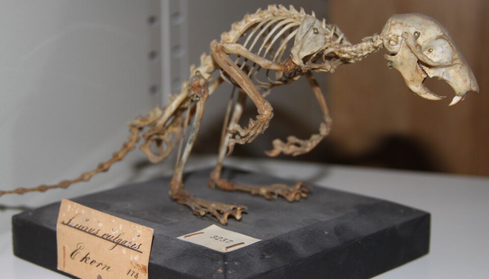 Ekornet fra 1878 har vel sett bedre dager. Men sammenlignet med mange av de nye funnene er det ikke spesielt gammelt. (Foto: Jørgen Rosvold, NTNU Vitenskapsmuseet)