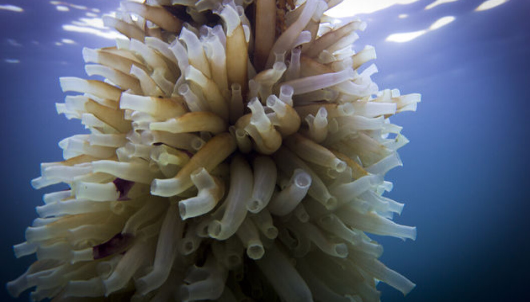 Tunicates are marine filter feeders that weigh between 50 and 70 grams and are found in all oceans. (Photo: Inge Døskeland) Tunicates are marine filter feeders that weigh between 50 and 70 grams and are found in all oceans. (Photo: Inge Døskeland)