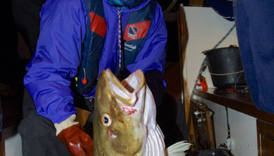 Marine fishing tourist Greta Søeborg from Denmark is satisfied with the big cod she caught off the island of Reinøya in Troms. (Photo: Bjørn Tore Forberg) Marine fishing tourist Greta Søeborg from Denmark is satisfied with the big cod she caught off the island of Reinøya in Troms. (Photo: Bjørn Tore Forberg)