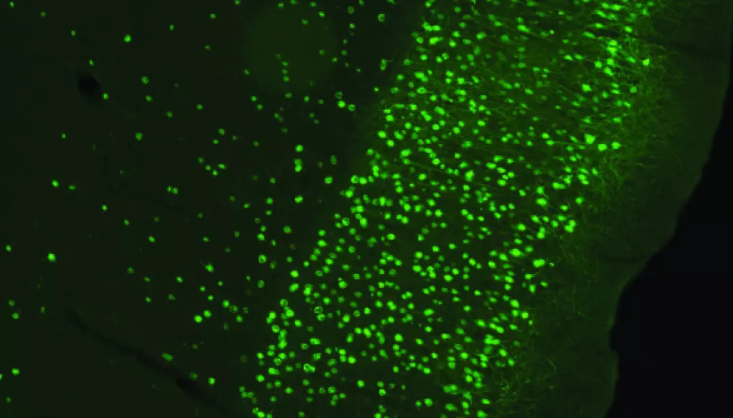 Section of rat brain. The image shows cells in the entorhinal cortex that have been infected by a virus injected into the hippocampus. The virus carrying the gene for a green fluorescent dye makes it possible to view the infected cells. (Photo: Kavli Institute)