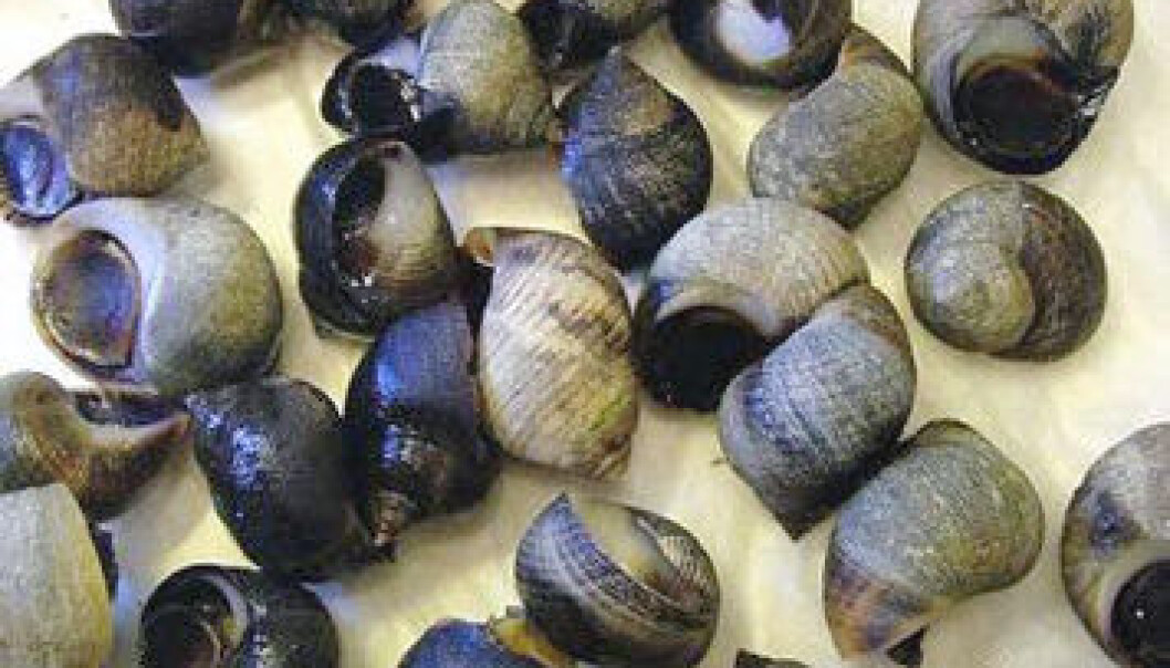 Female periwinkles and other marine beach snails develop male genitals, even with low concentrations of tin compounds from ship paints. (Photo: NIVA) Female periwinkles and other marine beach snails develop male genitals, even with low concentrations of tin compounds from ship paints. (Photo: NIVA)