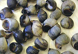 Gender confusion among periwinkles