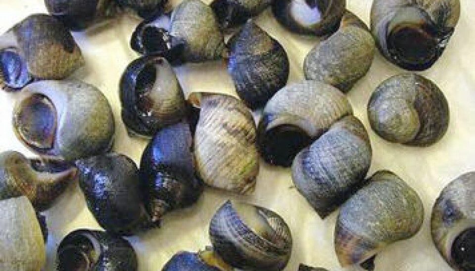 Female periwinkles and other marine beach snails develop male genitals, even with low concentrations of tin compounds from ship paints. (Photo: NIVA)