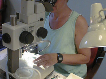 Research Assistant Lise Tveiten on the lookout for sexual abnormalities among periwinkles from Vikkilen at Grimstad. (Photo: NIVA) Research Assistant Lise Tveiten on the lookout for sexual abnormalities among periwinkles from Vikkilen at Grimstad. (Photo: NIVA)
