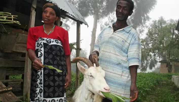 Norwegian dairy goats thrive in African mountains
