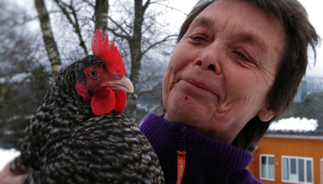 Forsker og veterinær Kristin Sørheim ved NORSØK, Norske senter for økologisk landbruk mener bruk av narasin i kyllingproduksjon lenge har vært et feilspor. (Foto: Anita Land) Forsker og veterinær Kristin Sørheim ved NORSØK, Norske senter for økologisk landbruk mener bruk av narasin i kyllingproduksjon lenge har vært et feilspor. (Foto: Anita Land)