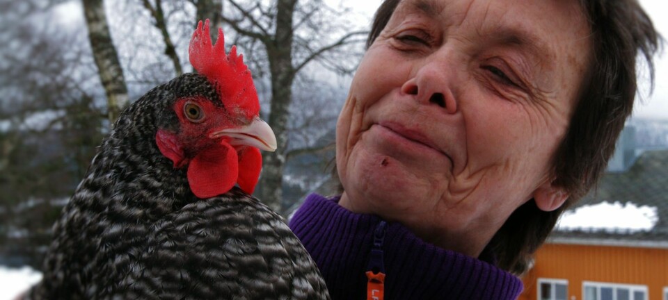 Forsker og veterinær Kristin Sørheim ved NORSØK, Norske senter for økologisk landbruk mener bruk av narasin i kyllingproduksjon lenge har vært et feilspor. (Foto: Anita Land)