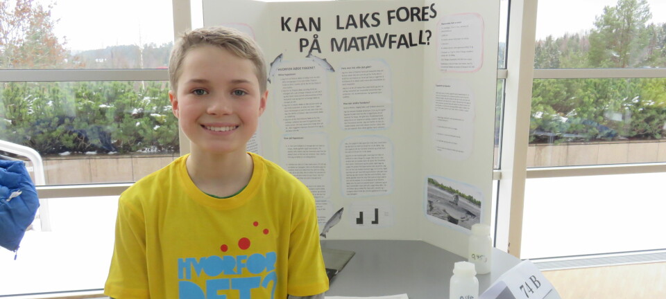 Lars Bjergene i sjuende klasse på Kolbotn skole testet ut om lakseyngel kunne leve av matavfall - i dette tilfellet makrell.  (Foto: Nora Heyerdahl)