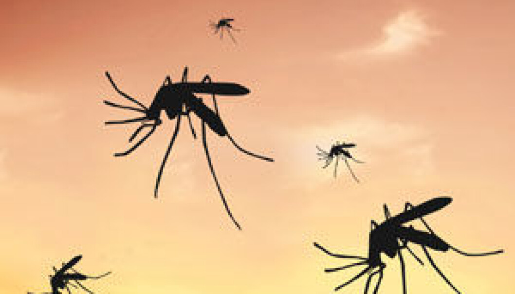 Cerebral malaria occurs when the malaria parasite P. falciparum attacks the brain. The parasite is transmitted via the malarial mosquito and infects the red blood cells. (Photo: Colourbox) Cerebral malaria occurs when the malaria parasite P. falciparum attacks the brain. The parasite is transmitted via the malarial mosquito and infects the red blood cells. (Photo: Colourbox)
