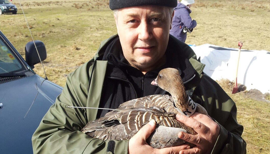 Johnny Bakken med ei merket grågås. (Foto: Johnny Bakken) Johnny Bakken med ei merket grågås. (Foto: Johnny Bakken)
