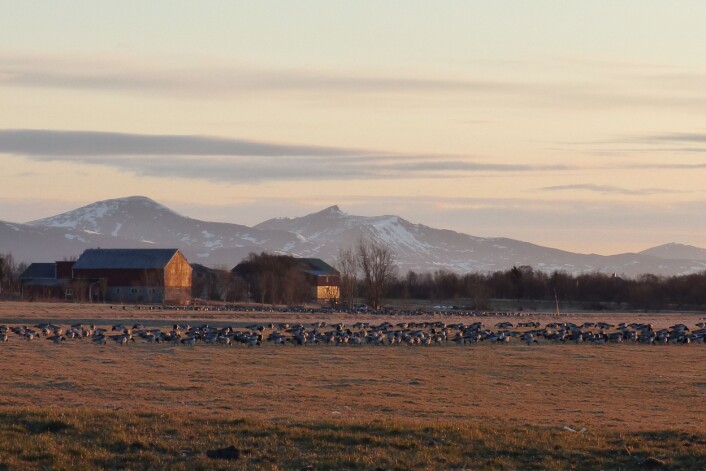 På et døgn kan det lande over 30 000 gjess i Vesterålen. Da sitter Bakken klar med kikkert, kamera og klikkteller. (Foto: Helge M. Markusson) På et døgn kan det lande over 30 000 gjess i Vesterålen. Da sitter Bakken klar med kikkert, kamera og klikkteller. (Foto: Helge M. Markusson)