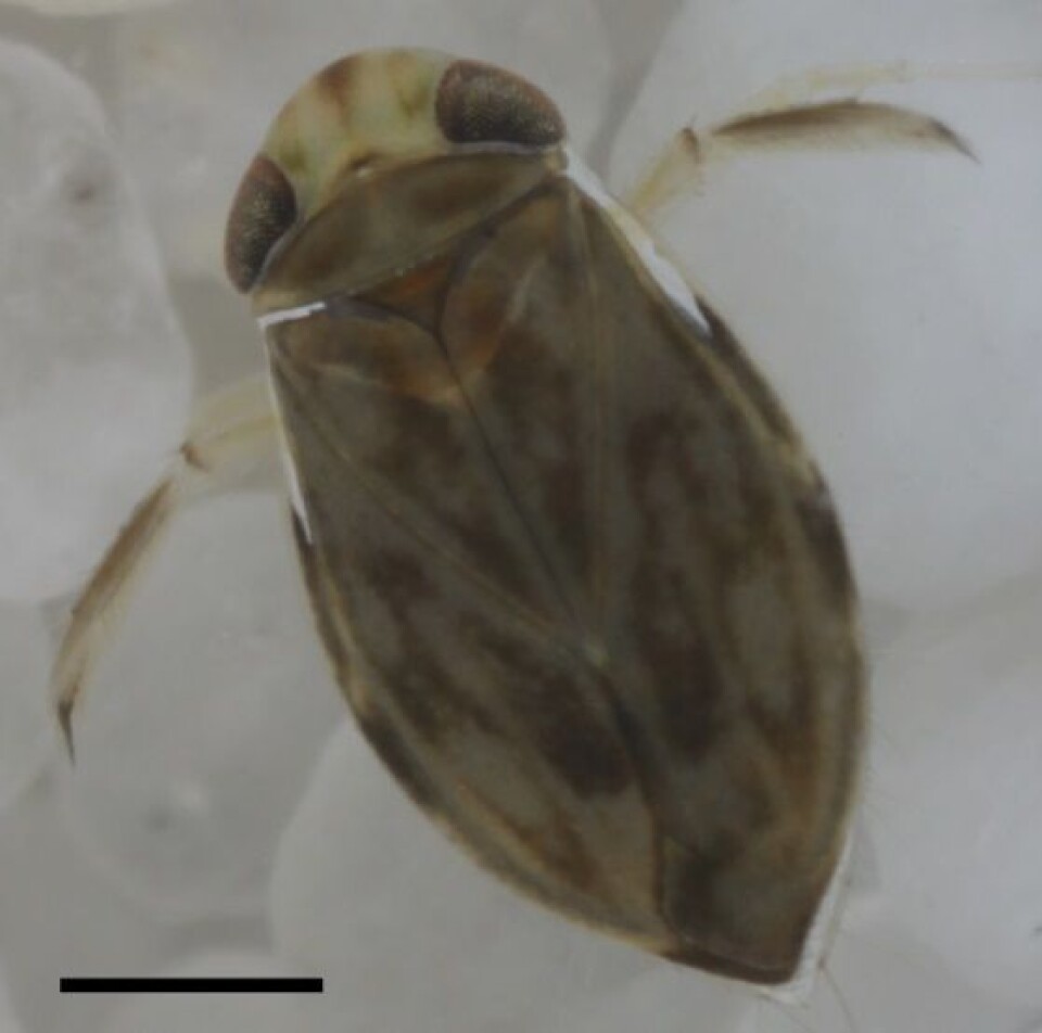 Den lille, men høylydte buksvømmeren Micronecta scholtzi. Foto fra Sueur et al. (2011).