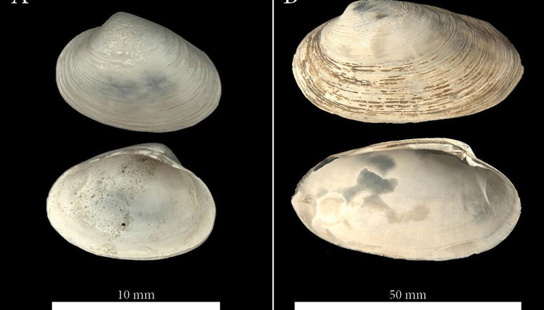 De to dominerende muslingartene fra fossilfunnet utenfor Svalbard: Til venstre <em>Phreangena s.l.</em> og til høyre <em>Isorroprondon sp.</em> (Foto: William L. Locke) De to dominerende muslingartene fra fossilfunnet utenfor Svalbard: Til venstre <em>Phreangena s.l.</em> og til høyre <em>Isorroprondon sp.</em> (Foto: William L. Locke)