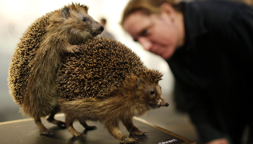 Et utstoppet pinnsvinpar som skal se ut som at de parer seg. Dette er et illustrasjonsbilde, og studien sier ikke noe om denne effekten gjelder pinnsvin. (Foto: Ina Fassbender/Reuters/NTB Scanpix) Et utstoppet pinnsvinpar som skal se ut som at de parer seg. Dette er et illustrasjonsbilde, og studien sier ikke noe om denne effekten gjelder pinnsvin. (Foto: Ina Fassbender/Reuters/NTB Scanpix)