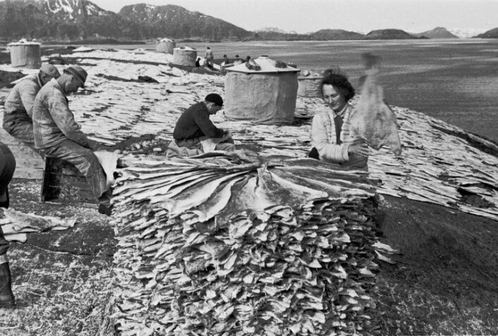Klippfiskarbeid i Kvaløyhavn, juli 1952. (Foto: Helgeland Museum) Klippfiskarbeid i Kvaløyhavn, juli 1952. (Foto: Helgeland Museum)