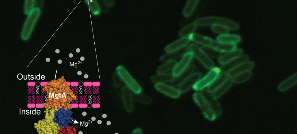 Grønn farge viser nanopumper. Det flerfargede området viser hvordan pumpen sitter på bakterien. Gul farge er selve «maskinen» i pumpen. De grå feltene er magnesiumatomer. (Foto: Jens Preben Morth, UiO)
