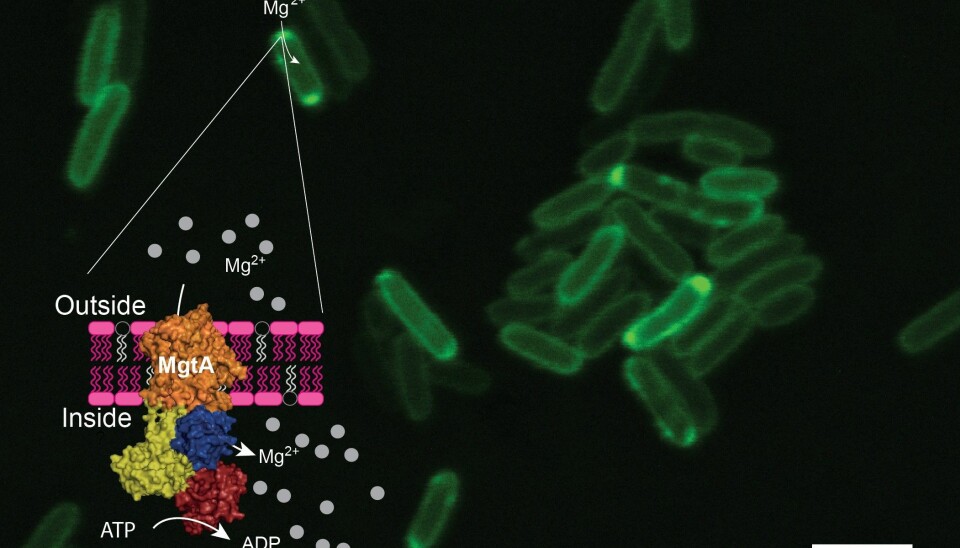 Grønn farge viser nanopumper. Det flerfargede området viser hvordan pumpen sitter på bakterien. Gul farge er selve «maskinen» i pumpen. De grå feltene er magnesiumatomer. (Foto: Jens Preben Morth, UiO)