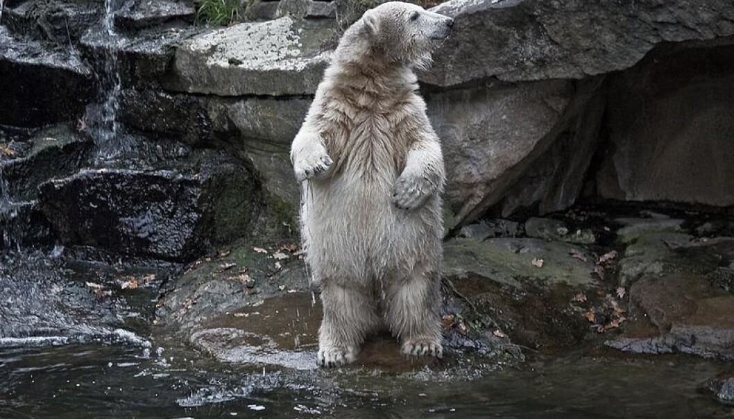 Knut, the polar bear from Berlin. (Photo: Wikemedia Commons) Knut, the polar bear from Berlin. (Photo: Wikemedia Commons)