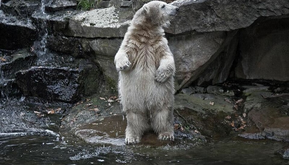 Knut, the polar bear from Berlin. (Photo: Wikemedia Commons)