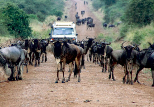 Serengeti road divides biologists