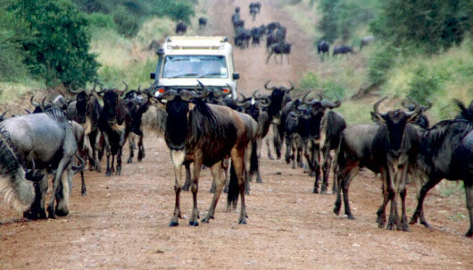 Wildebeests in the thousands cross existing roads in Serengeti National Park, says Eivin Røskaft, an NTNU biologist. Building another road to take pressure off of the existing network will not harm the population, he says. (Photo: E. Røskaft)