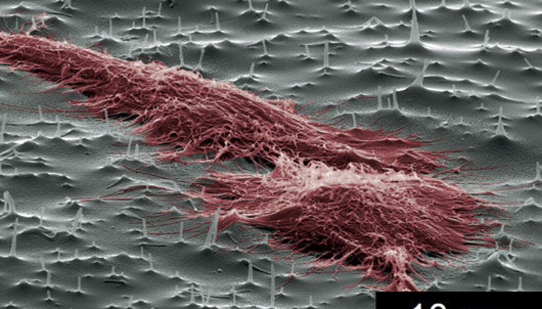 Into the oven goes a thin copper plate. Out come the needles that will force stubborn cells to take their medicine. (Photo: NTNU) Into the oven goes a thin copper plate. Out come the needles that will force stubborn cells to take their medicine. (Photo: NTNU)