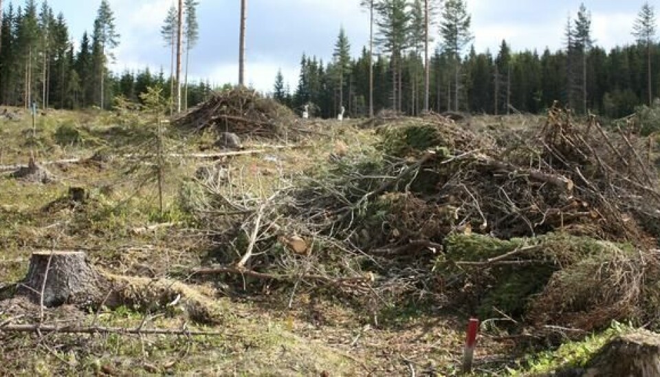 Logging waste from the forrest. (Photo: Kjersti Holt Hanssen, Norwegian Forest and Landscape Institute)