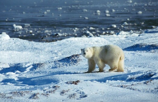 Colder Nordic winters due to icefree Arctic Ocean?