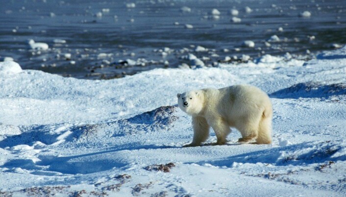 Colder Nordic winters due to icefree Arctic Ocean?