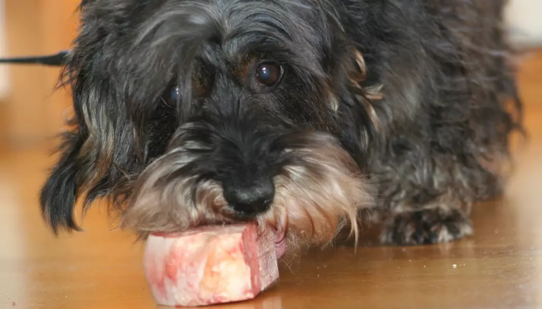 Hunder elsker å gnage på bein, så i tillegg til at det renser tennene er det også et velferdstiltak, sier forsker Øystein Ahlstrøm ved NMBU. (Foto: Janne Karin Brodin)