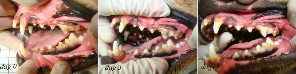 Ved start dekket tannsteinen 35–40 prosent av tennenes sideflater. Belegget ble redusert med 35–55 prosent etter tre dager og 70–80 prosent etter tolv dager. På de bakerste jekslene var det vanskelig å få fjernet tannstein. Ingen av hundene som var med i forsøket, fikk skader på tennene. (Foto: Foto: Fábio Ritter Marx)