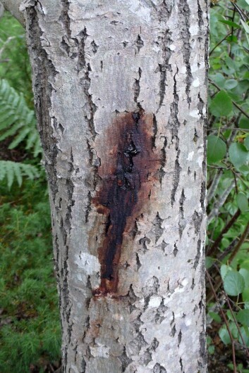 Blødende sår på selje. (Foto: Venche Talgø) Blødende sår på selje. (Foto: Venche Talgø)