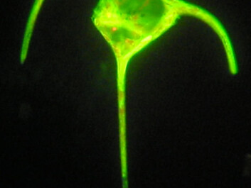 A common test of whether cells are living involves the use of a dye which fluoresces with a bright green colour in the presence of active enzymes in living cells. Many cells will remain fluorescent even after being subjected to intense UV radiation that destroys DNA and renders them incapable of reproducing. (Photo: August Tobiesen, NIVA) A common test of whether cells are living involves the use of a dye which fluoresces with a bright green colour in the presence of active enzymes in living cells. Many cells will remain fluorescent even after being subjected to intense UV radiation that destroys DNA and renders them incapable of reproducing. (Photo: August Tobiesen, NIVA)