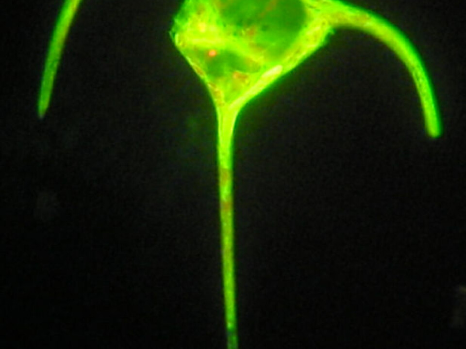 A common test of whether cells are living involves the use of a dye which fluoresces with a bright green colour in the presence of active enzymes in living cells. Many cells will remain fluorescent even after being subjected to intense UV radiation that destroys DNA and renders them incapable of reproducing. (Photo: August Tobiesen, NIVA)