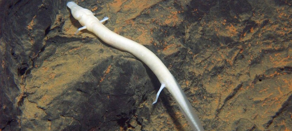 Olmen, som er i familien hulepadder og som på latinsk heter Proteus, svømmer som en ål og kan klare seg ti år uten mat. (Foto: Nacionalni park Una/Wikimedia commons)