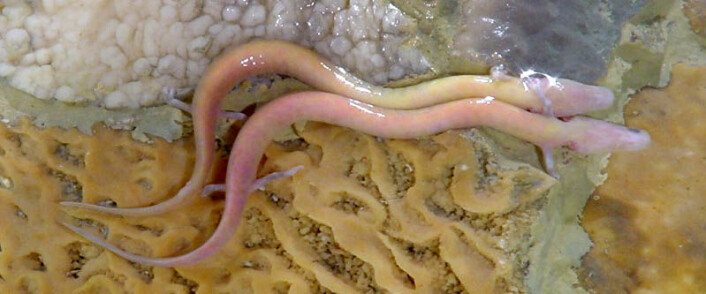 Slovenerne kaller også olm for «menneskefisk» på grunn av den bleke huden. (Foto: Boštjan Burger/Wikimedia commons.) Slovenerne kaller også olm for «menneskefisk» på grunn av den bleke huden. (Foto: Boštjan Burger/Wikimedia commons.)