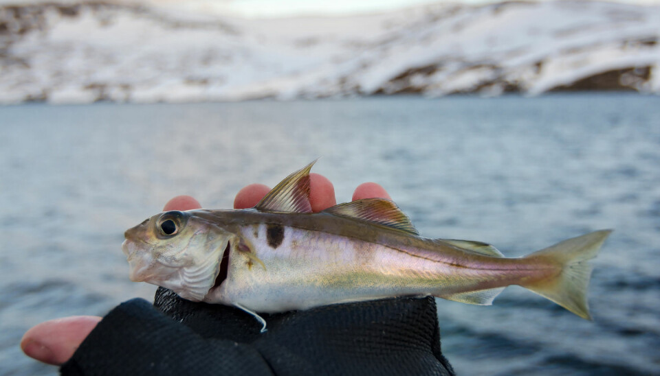 Hyse, også kjent som kolje, er en torskefisk som finnes på begge sider av Nord-Atlanteren. (Illustrasjonsfoto: Piotr Wawrzyniuk, Shutterstock/NTB scanpix)