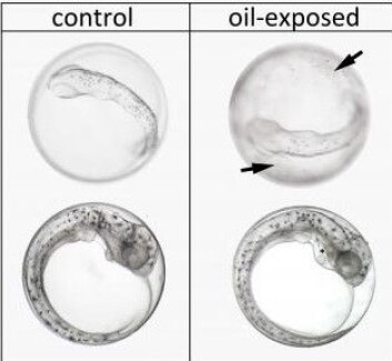 De to øverste bildene viser at olje fester seg til hyserognas klebrige eggeskall. Til venstre ser vi et friskt egg, til høyre et forurenset egg. Pilene peker på områder med spesielt mye olje. De nedre bildene viser et normalt ueksponert hyseegg (til venstre) og et hyseegg eksponert for lav dose. Selv en lav dose har forårsaket væskedannelse rundt hjertet, som er indikert med stjerne. (Foto: Elin Sørhus) De to øverste bildene viser at olje fester seg til hyserognas klebrige eggeskall. Til venstre ser vi et friskt egg, til høyre et forurenset egg. Pilene peker på områder med spesielt mye olje. De nedre bildene viser et normalt ueksponert hyseegg (til venstre) og et hyseegg eksponert for lav dose. Selv en lav dose har forårsaket væskedannelse rundt hjertet, som er indikert med stjerne. (Foto: Elin Sørhus)