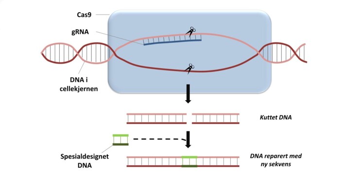 Slik virker CRISPR/Cas-9-teknologien. (Foto: (Illustrasjon: Sigrid B. Thoresen/Bioteknologirådet.)) Slik virker CRISPR/Cas-9-teknologien. (Foto: (Illustrasjon: Sigrid B. Thoresen/Bioteknologirådet.))