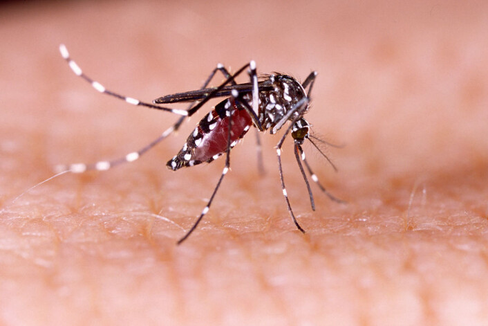 Aedes aegypti er myggarten som holdes ansvarlig for spredningen av zika-viruset. (Foto: Tacio Philip Sansonovski/Shutterstock/NTB scanpix) Aedes aegypti er myggarten som holdes ansvarlig for spredningen av zika-viruset. (Foto: Tacio Philip Sansonovski/Shutterstock/NTB scanpix)