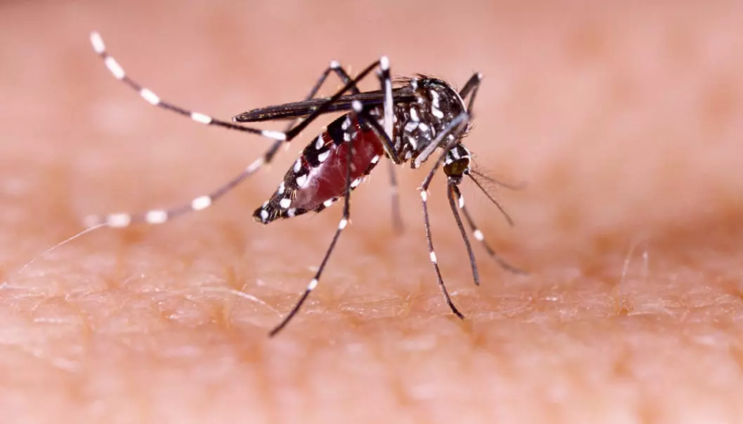 Aedes aegypti er myggarten som holdes ansvarlig for spredningen av zika-viruset.  (Foto: Tacio Philip Sansonovski/Shutterstock/NTB scanpix)